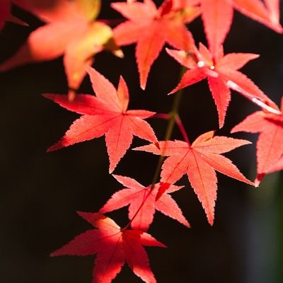 鮮やかな紅葉の写真