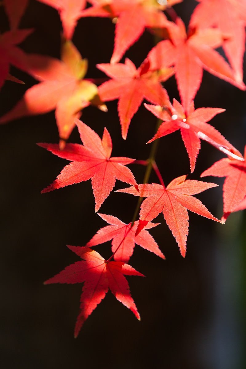「鮮やかな紅葉」の写真