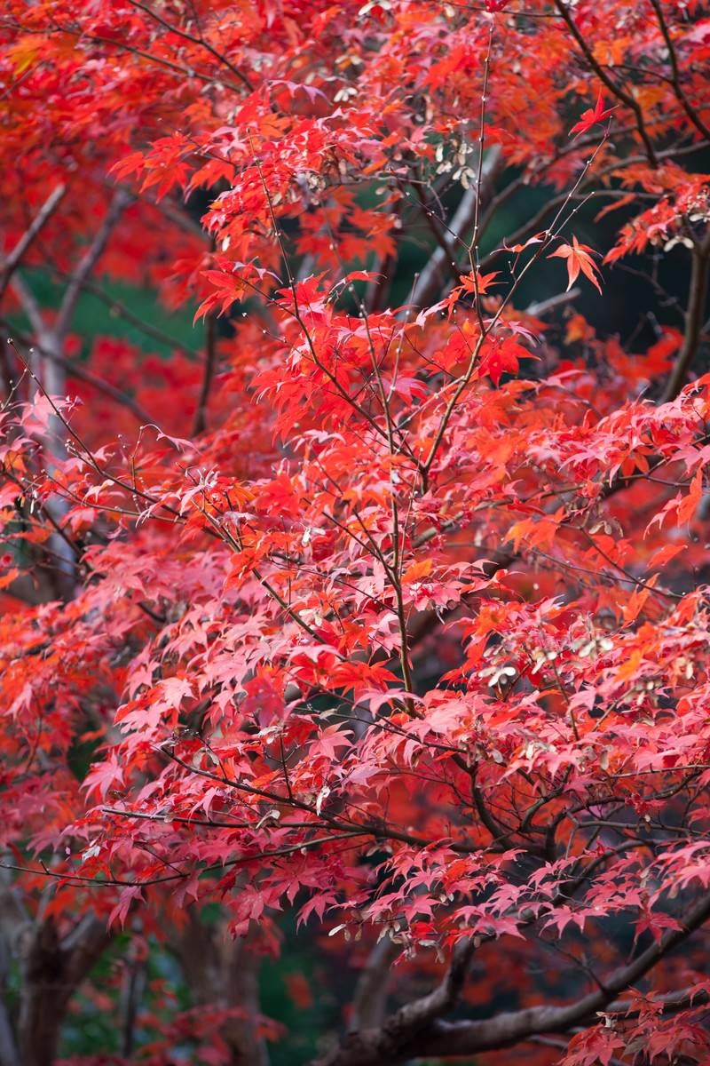 「真っ赤に染まった葉」の写真