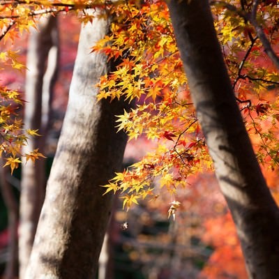 黄葉と木々の写真