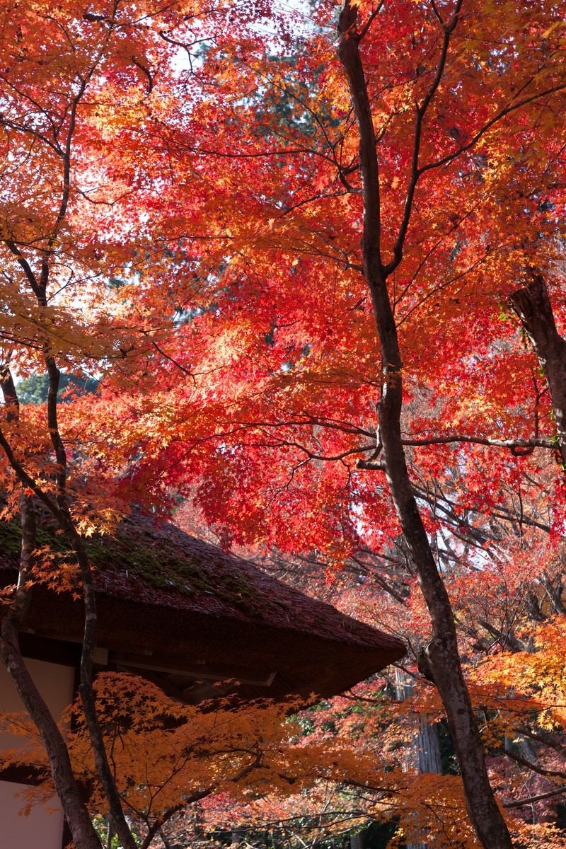 「かやぶき屋根と紅葉」の写真