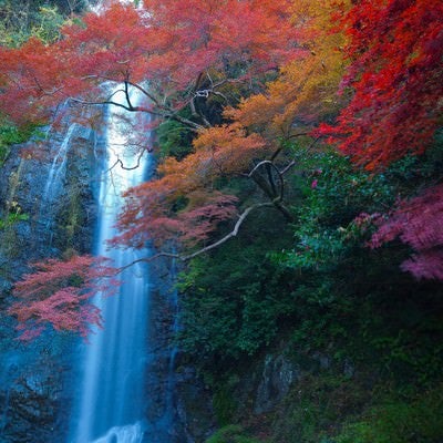 渓流の滝と黄葉の季節の写真
