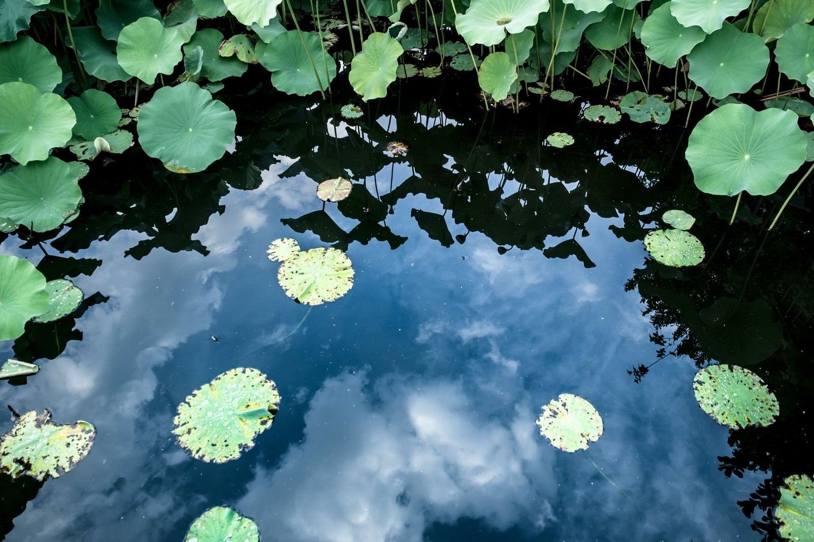 「水面に映る空と蓮の葉」の写真