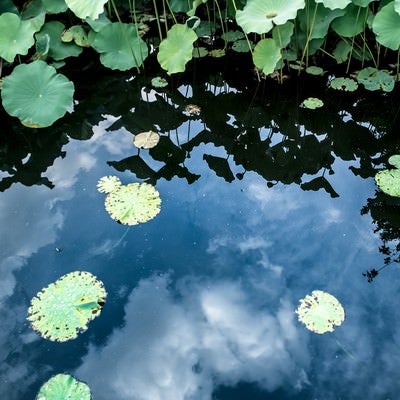 水面に映る空と蓮の葉の写真
