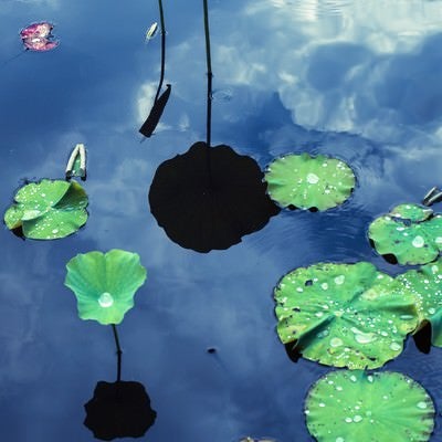 水面に浮かぶ蓮の葉と映りこむ空の写真