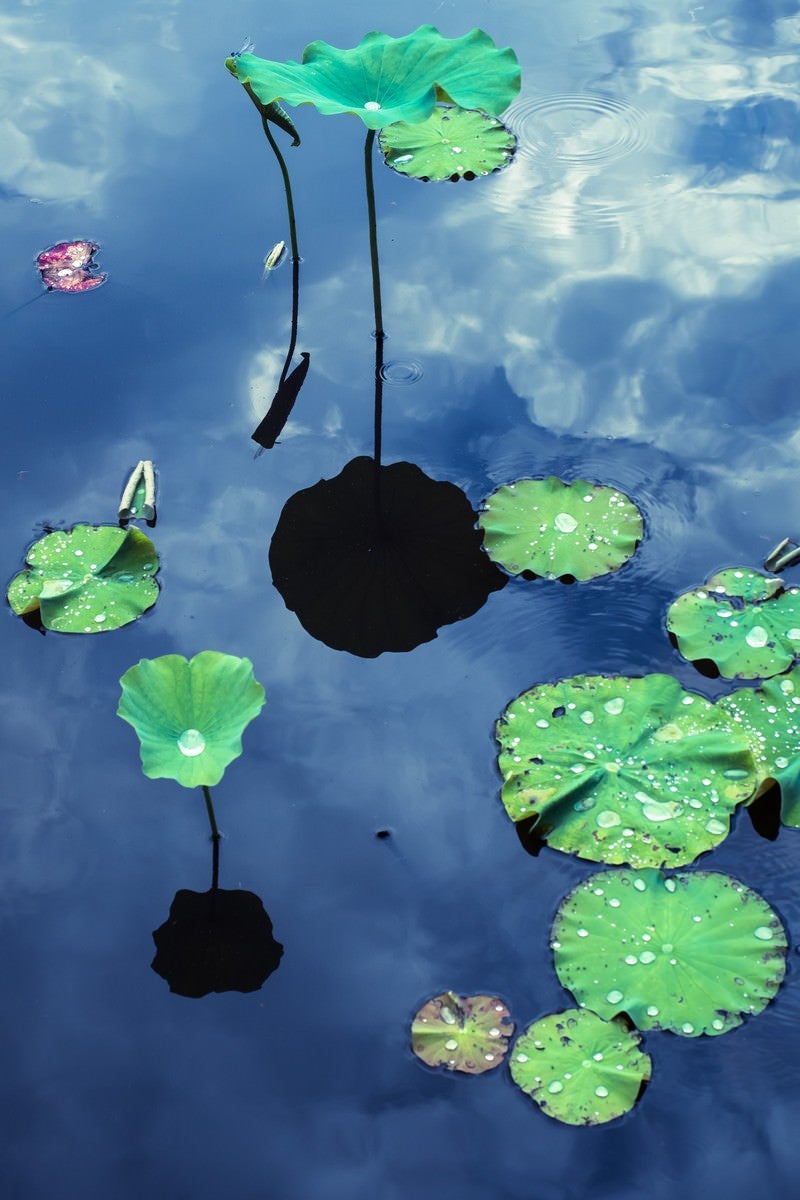 「水面に浮かぶ蓮の葉と映りこむ空」の写真