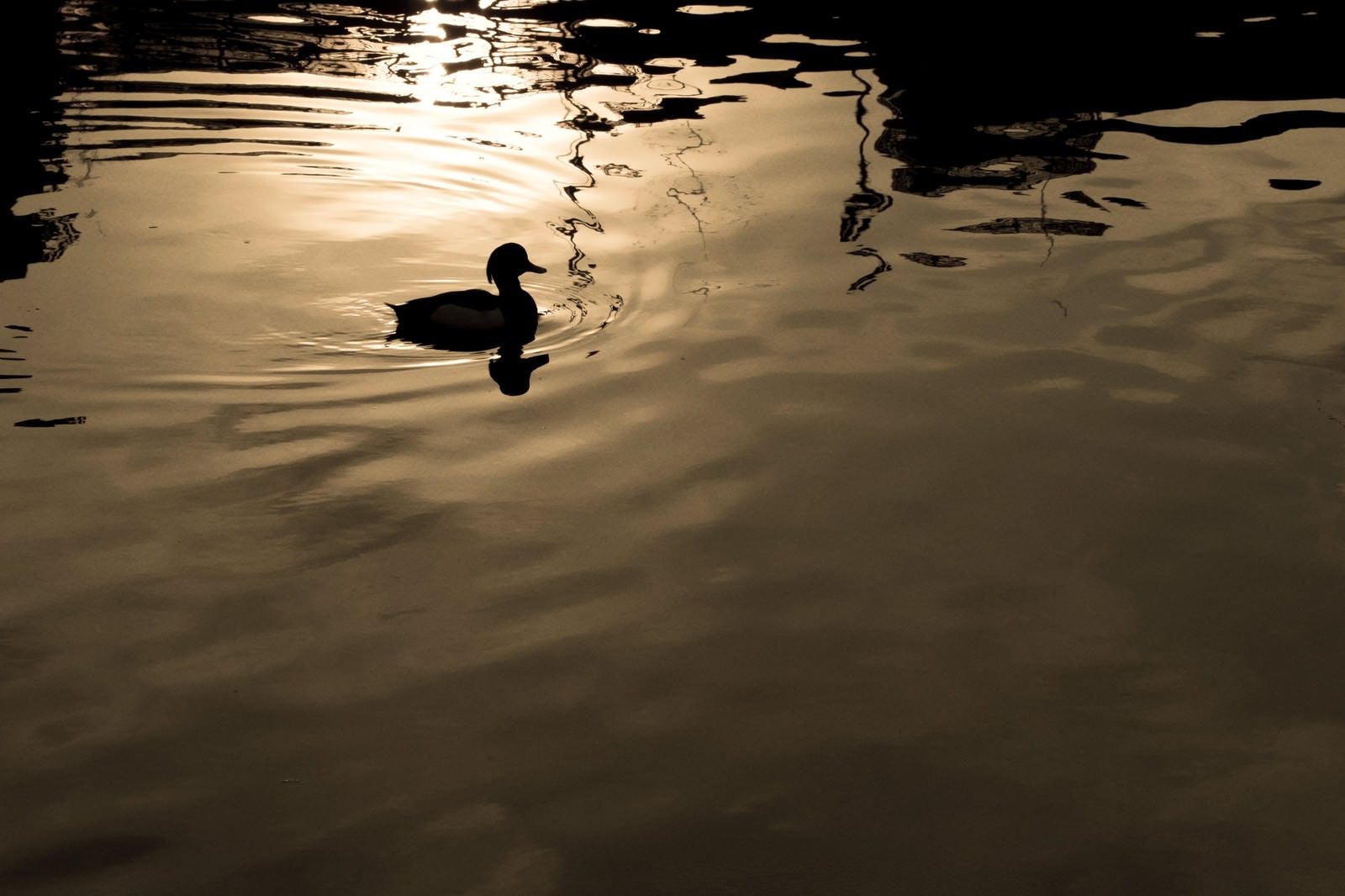 「湖面に浮かぶ野鳥のシルエット」の写真