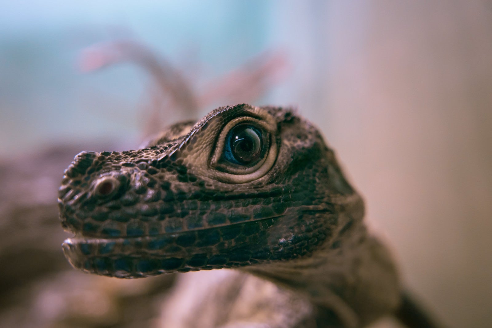 「青い目を持つ爬虫類動物」の写真