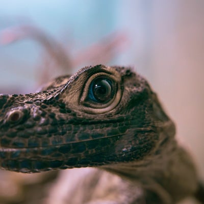 青い目を持つ爬虫類動物の写真
