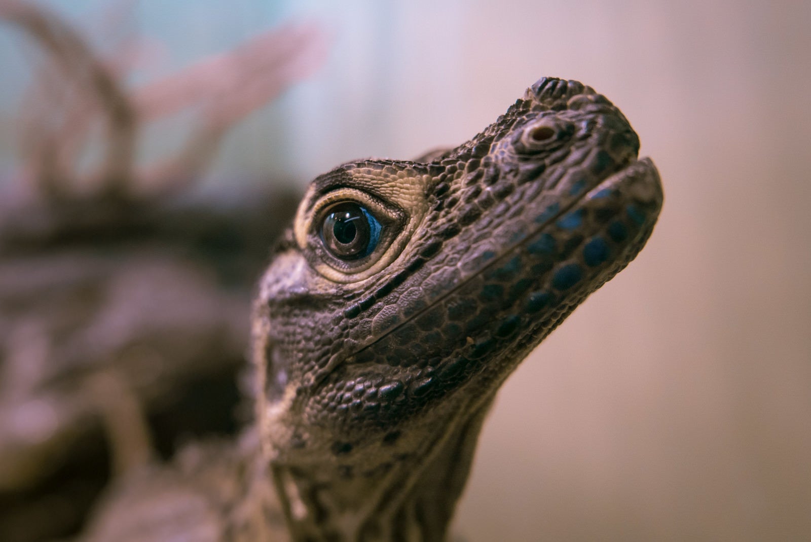 「上を見上げる青い瞳の爬虫類動物」の写真