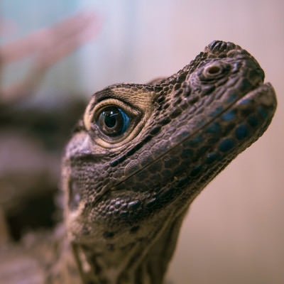 上を見上げる青い瞳の爬虫類動物の写真