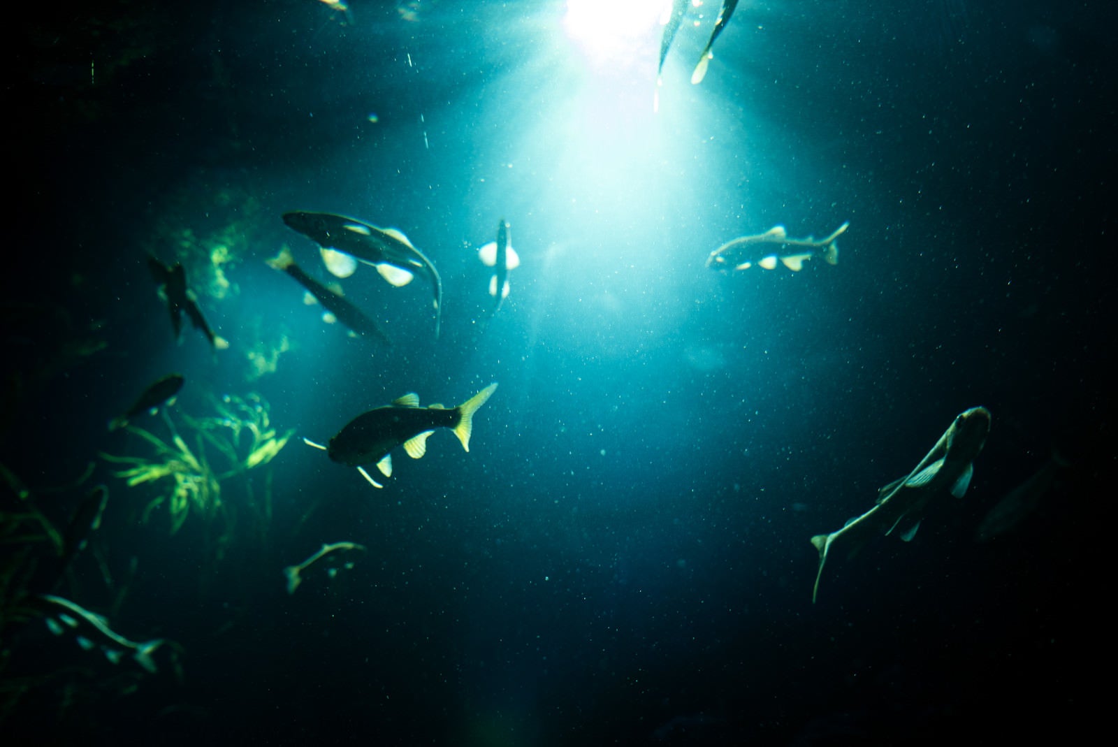 「水中に射し込む光と魚の影」の写真