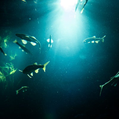水中に射し込む光と魚の影の写真