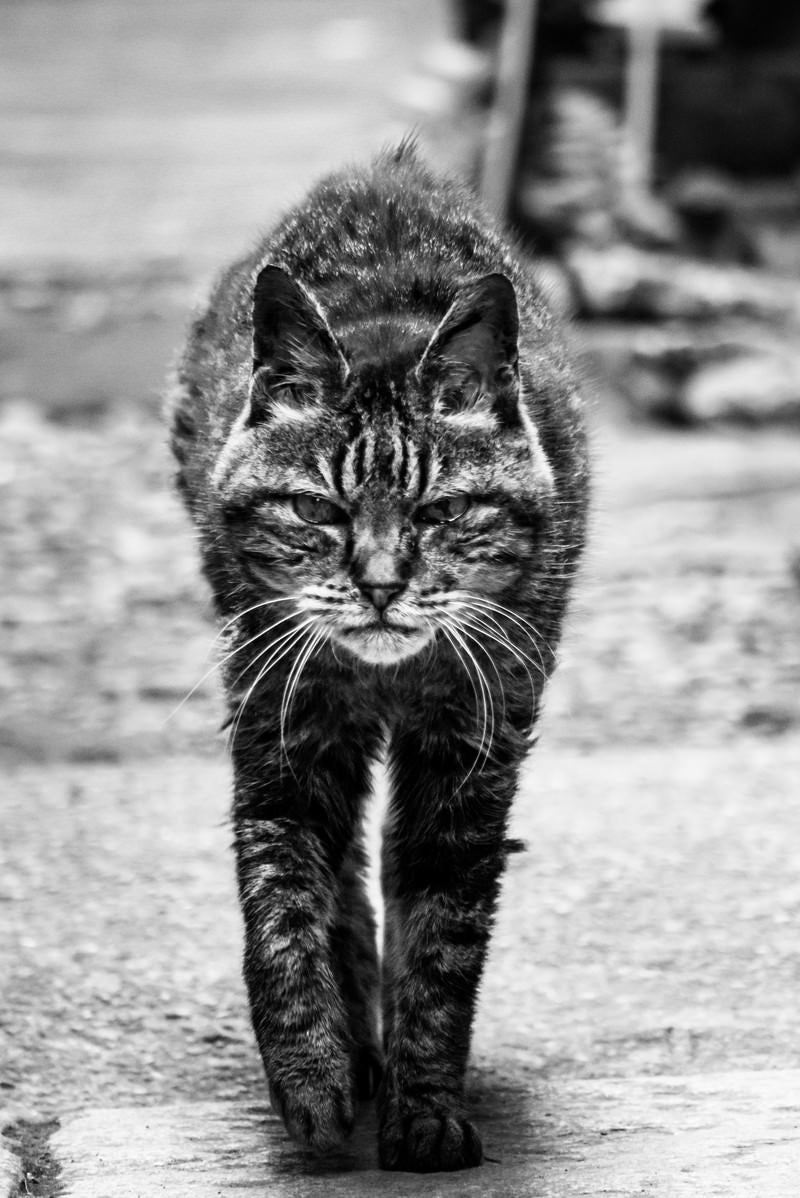 「威嚇してこちらに歩み寄る猫」の写真