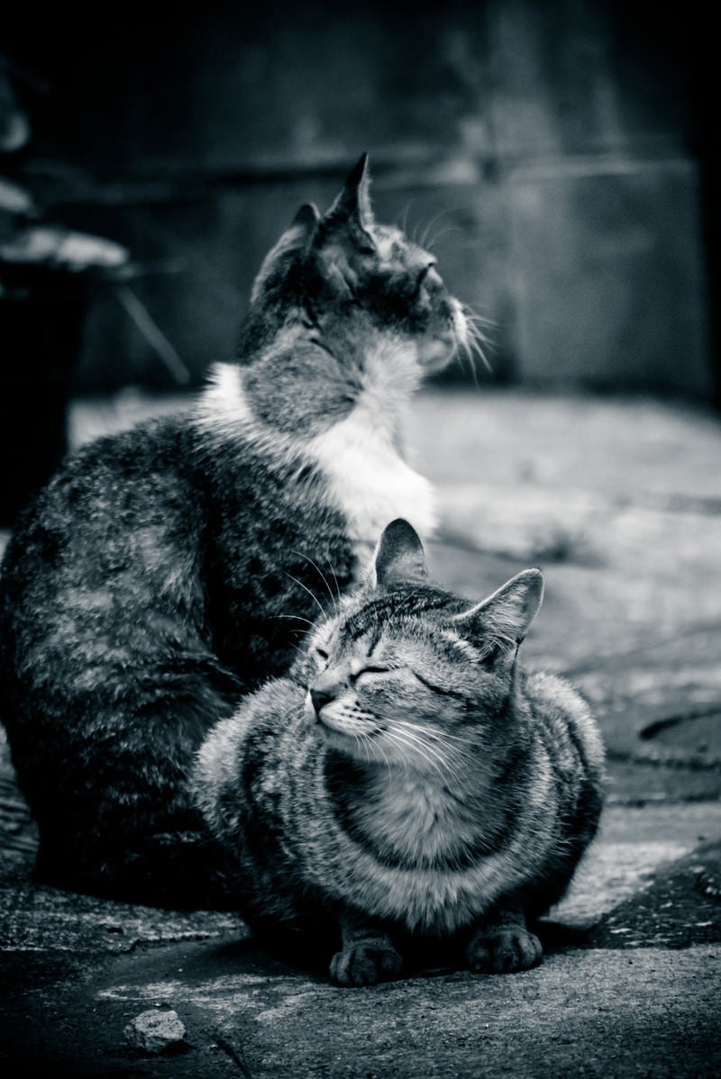 「路地裏で日向ぼっこする2匹の猫」の写真