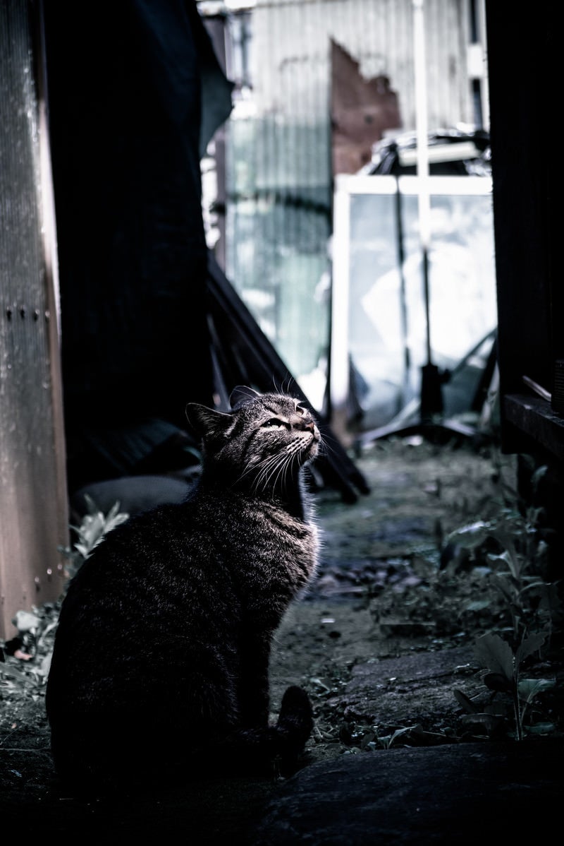 「路地裏に佇む猫」の写真