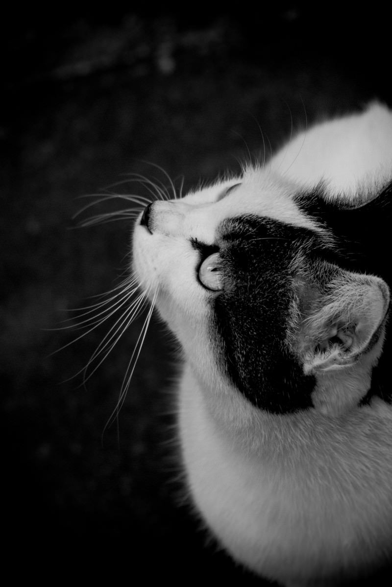 「見上げる猫」の写真
