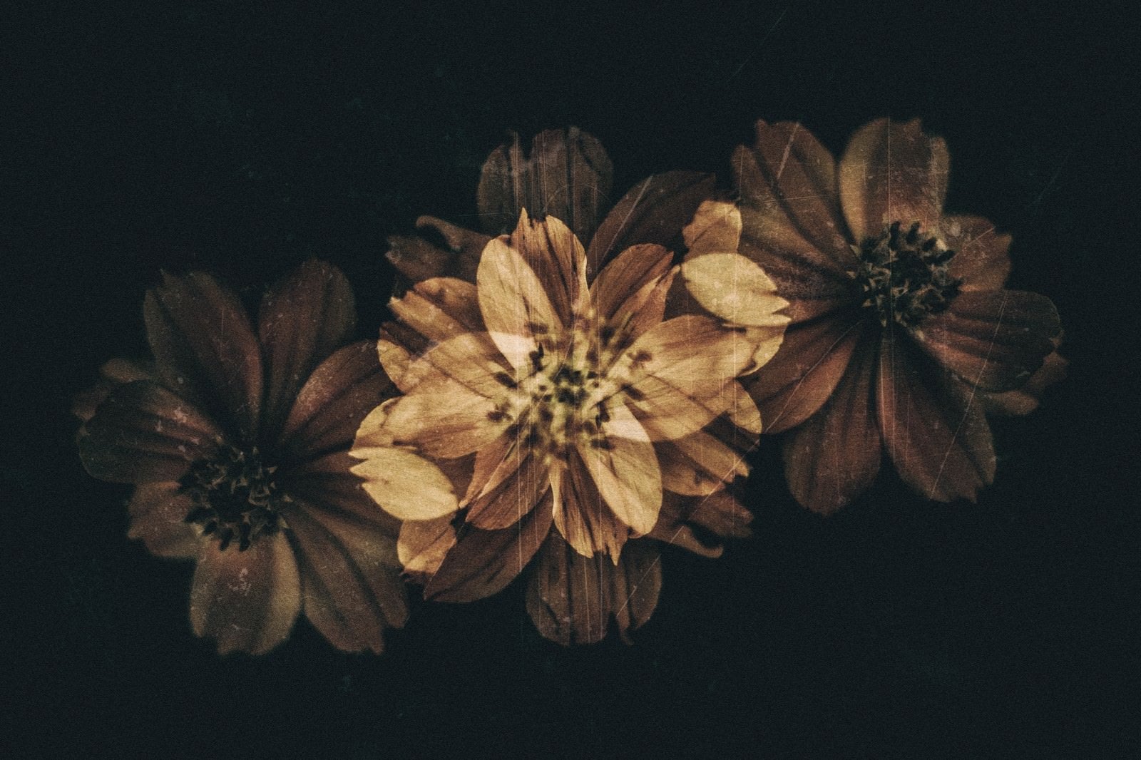 「朽ちる花」の写真