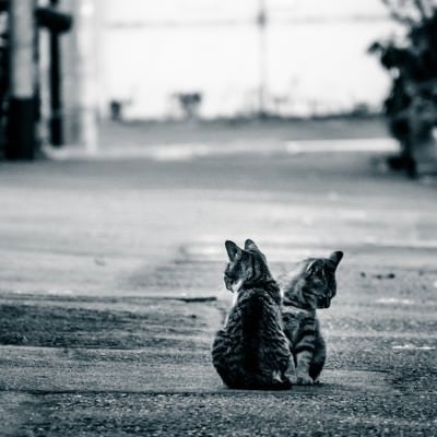 アルファルトと猫二匹の写真