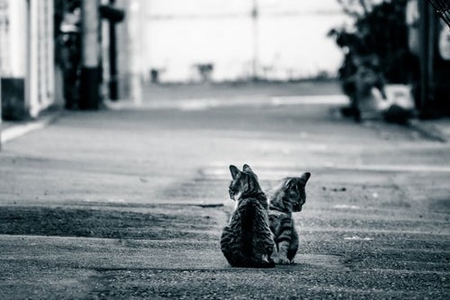 アルファルトと猫二匹の写真