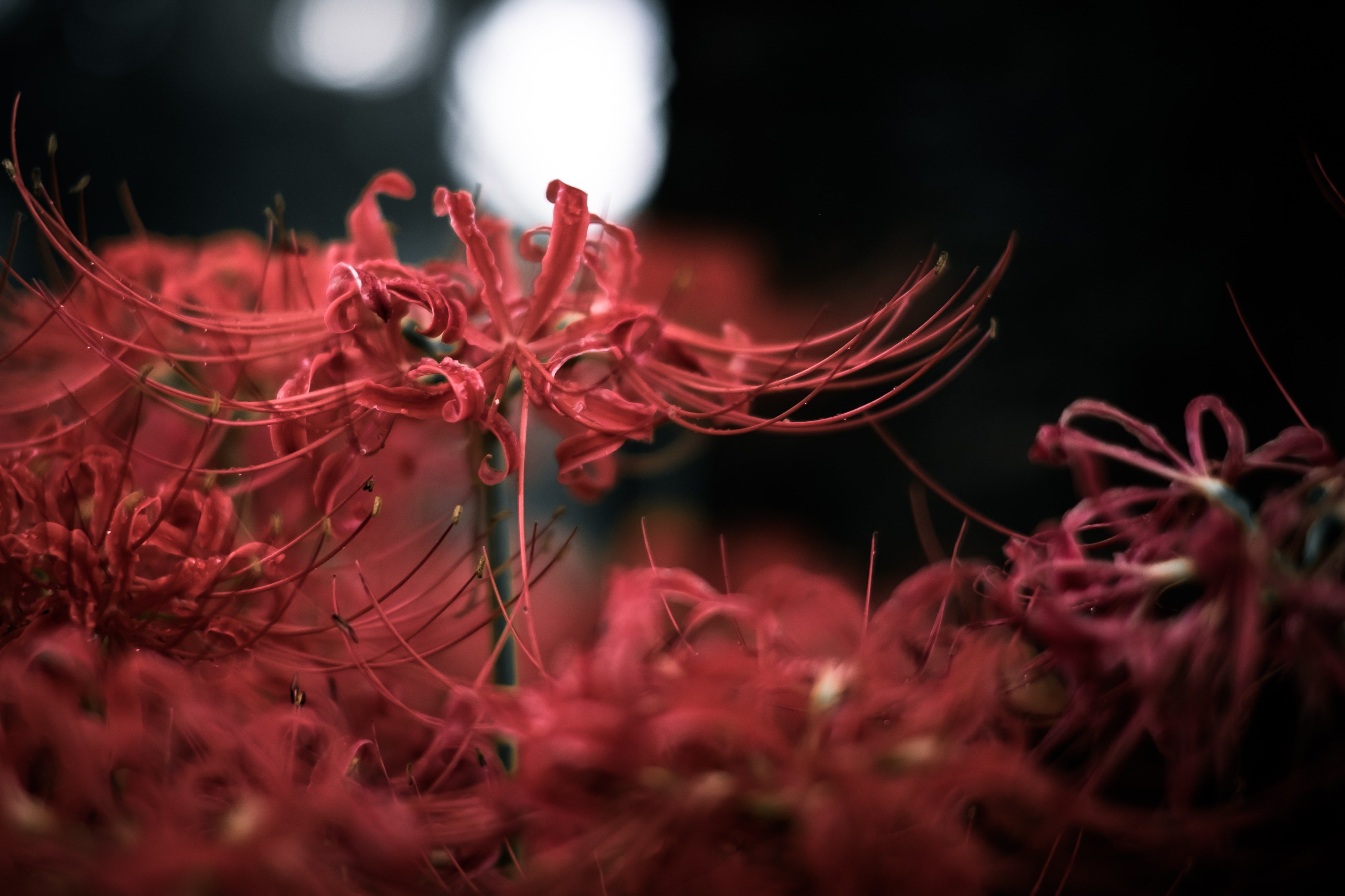 肉質画　【彼岸花】　金 黒暗と彼岸花の無料の写真素材 - ID.12609｜フリー素材 ぱくたそ