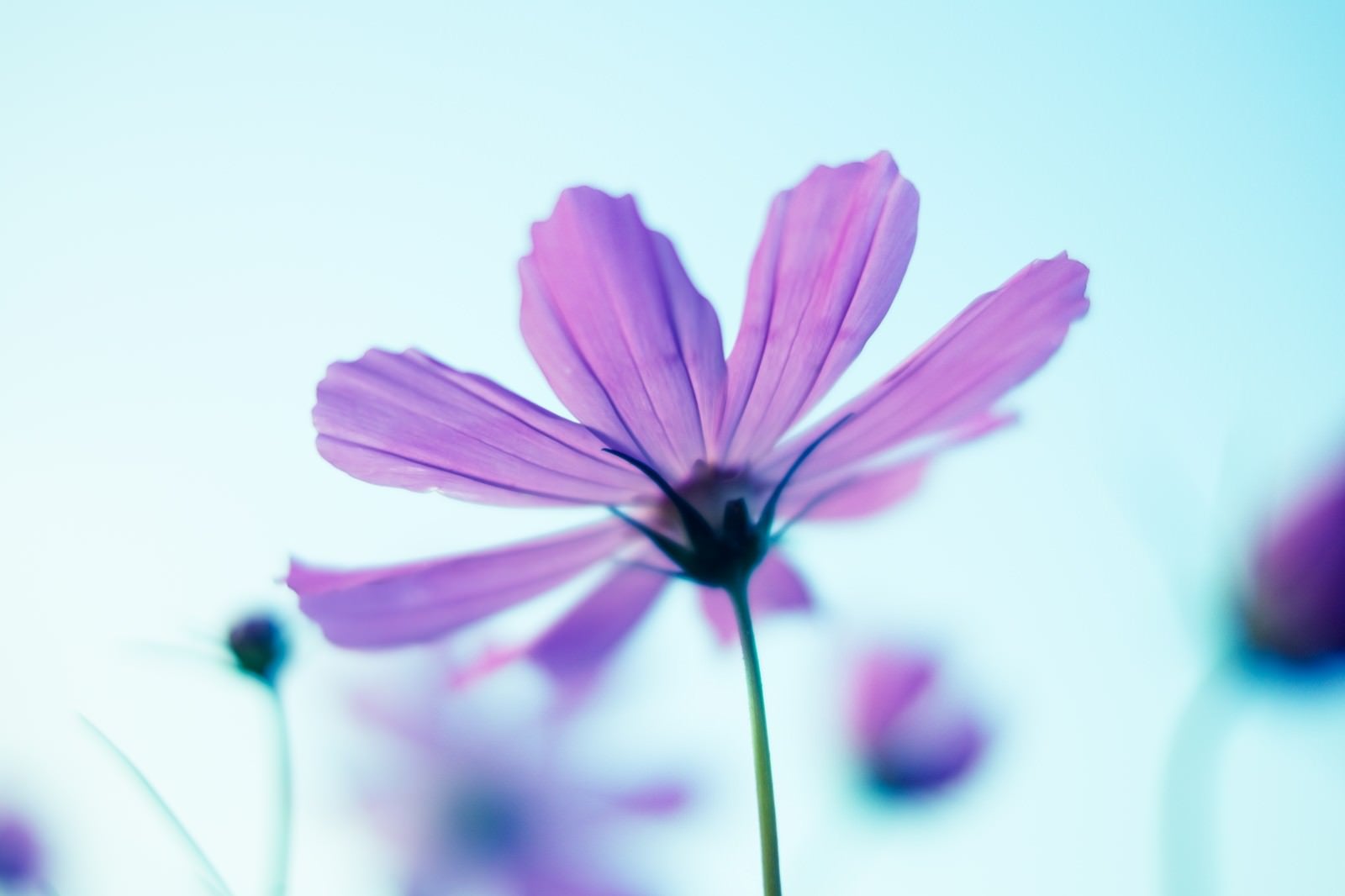 「コスモスの花と空」の写真