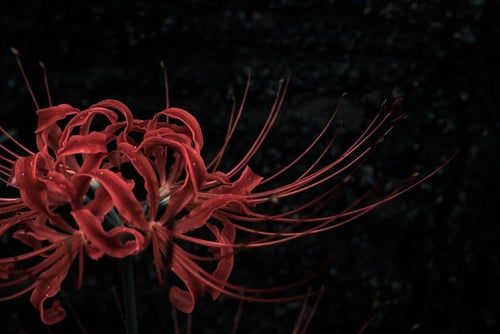 暗闇に咲くヒガンバナの写真