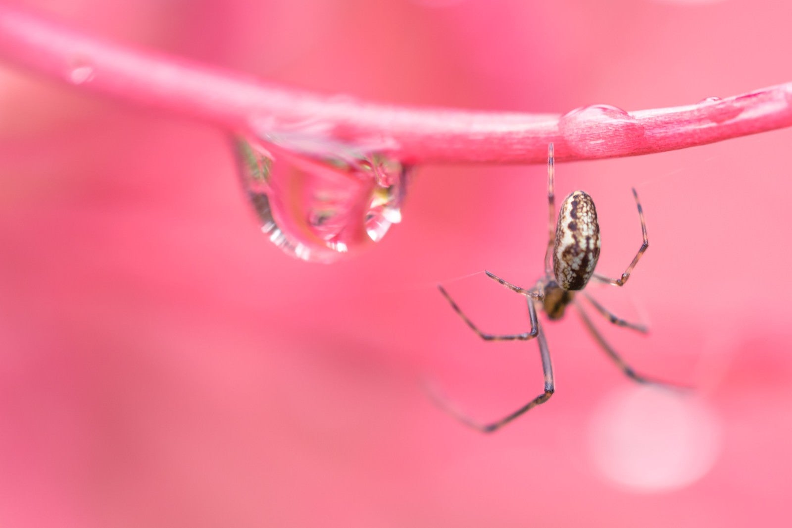 「水滴と蜘蛛（マクロ撮影）」の写真