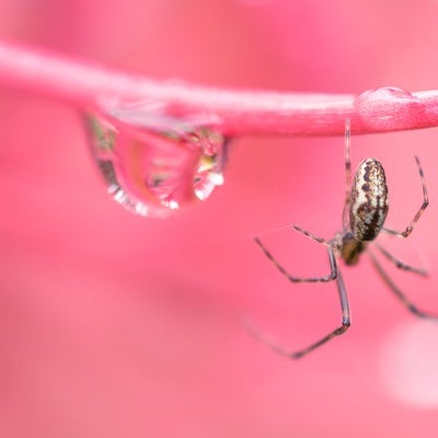 水滴と蜘蛛（マクロ撮影）の写真