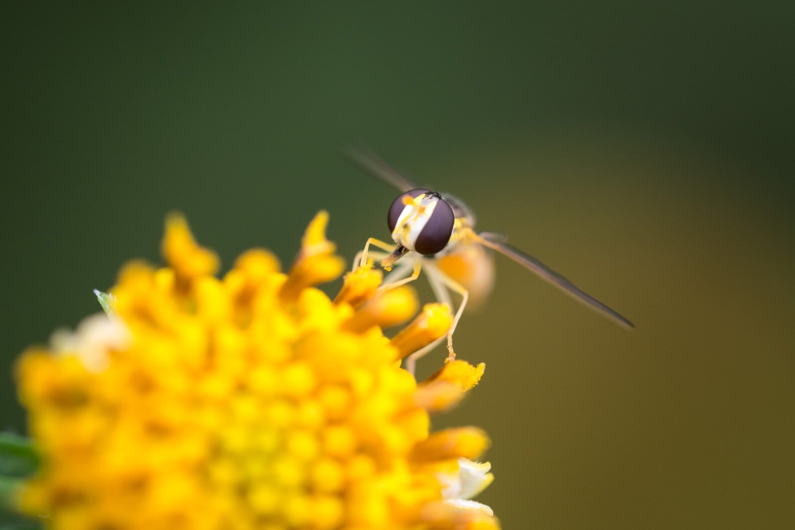 「花粉を運ぶ虻」の写真