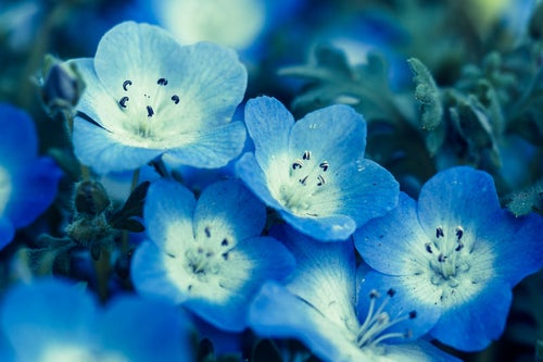 青いネモフィラの花の写真