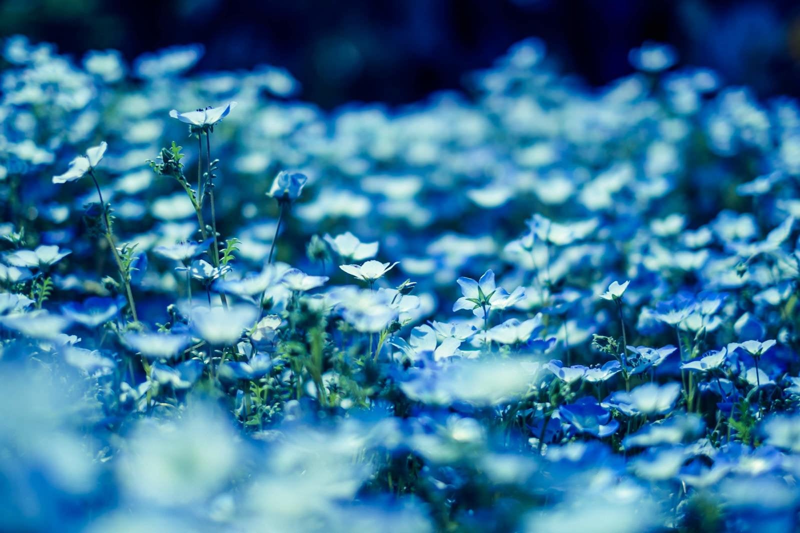「青いネモフィラの花」の写真