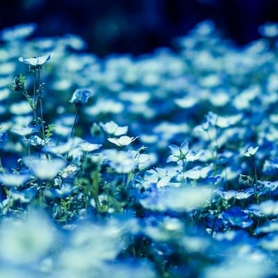 青いネモフィラの花の写真