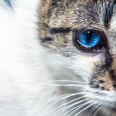 蒼眼の猫の写真
