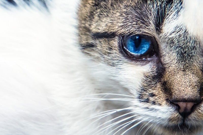 蒼眼の猫の写真