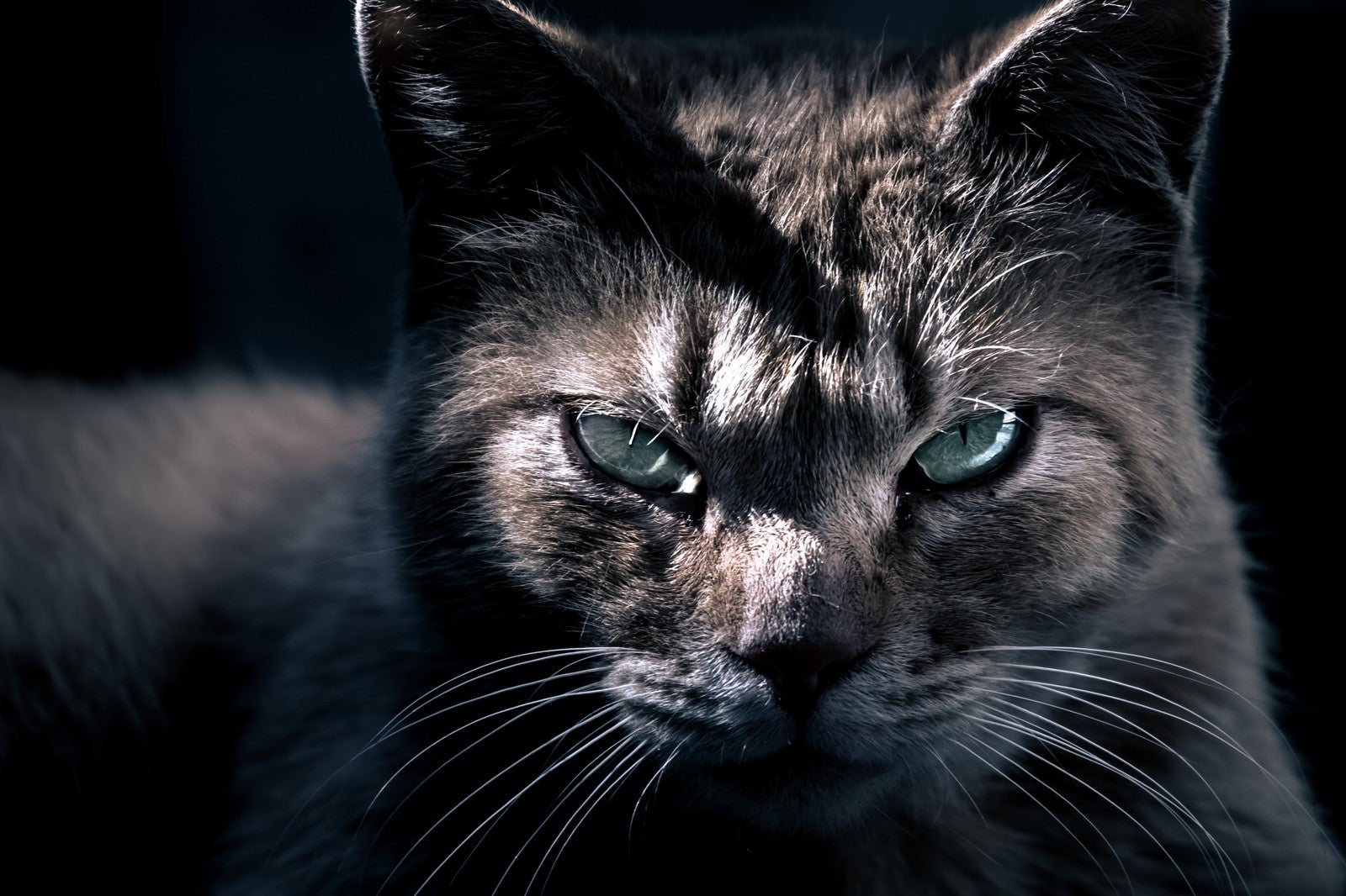 「眼光の鋭い猫」の写真