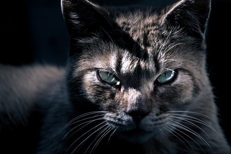 眼光の鋭い猫の写真