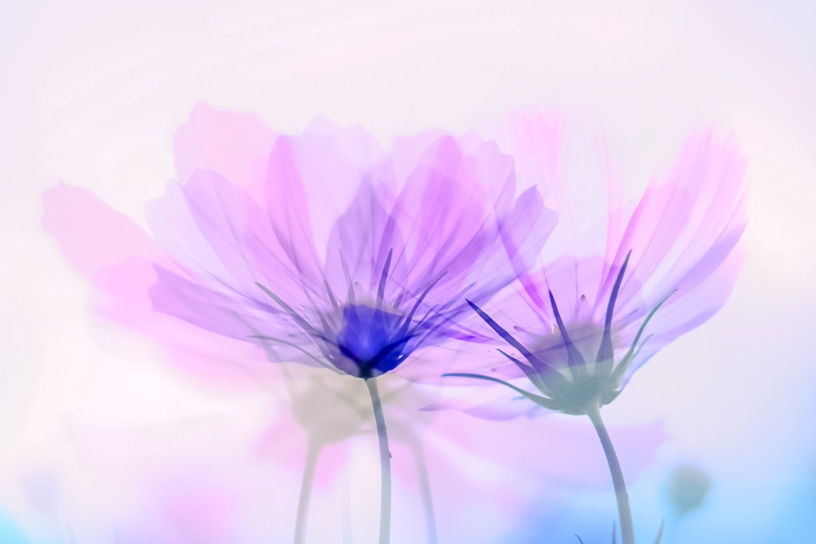 「かさなりあうコスモスの花（フォトモンタージュ）」の写真