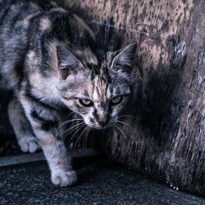 縄張りを意識する猫の写真