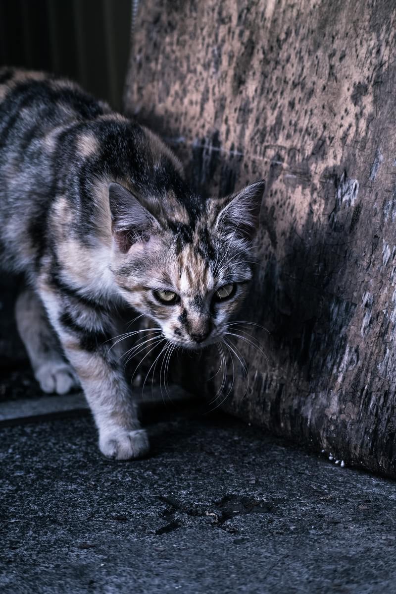 「縄張りを意識する猫」の写真