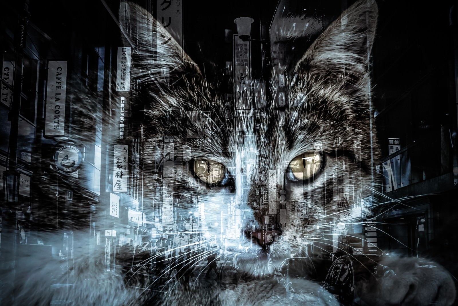 「猫と歓楽街（フォトモンタージュ）」の写真