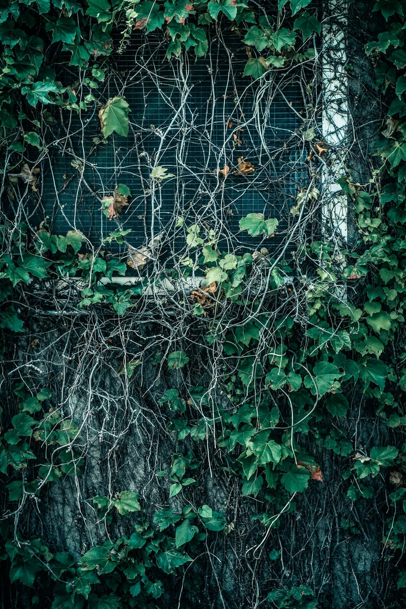 「蔦が生い茂る窓」の写真