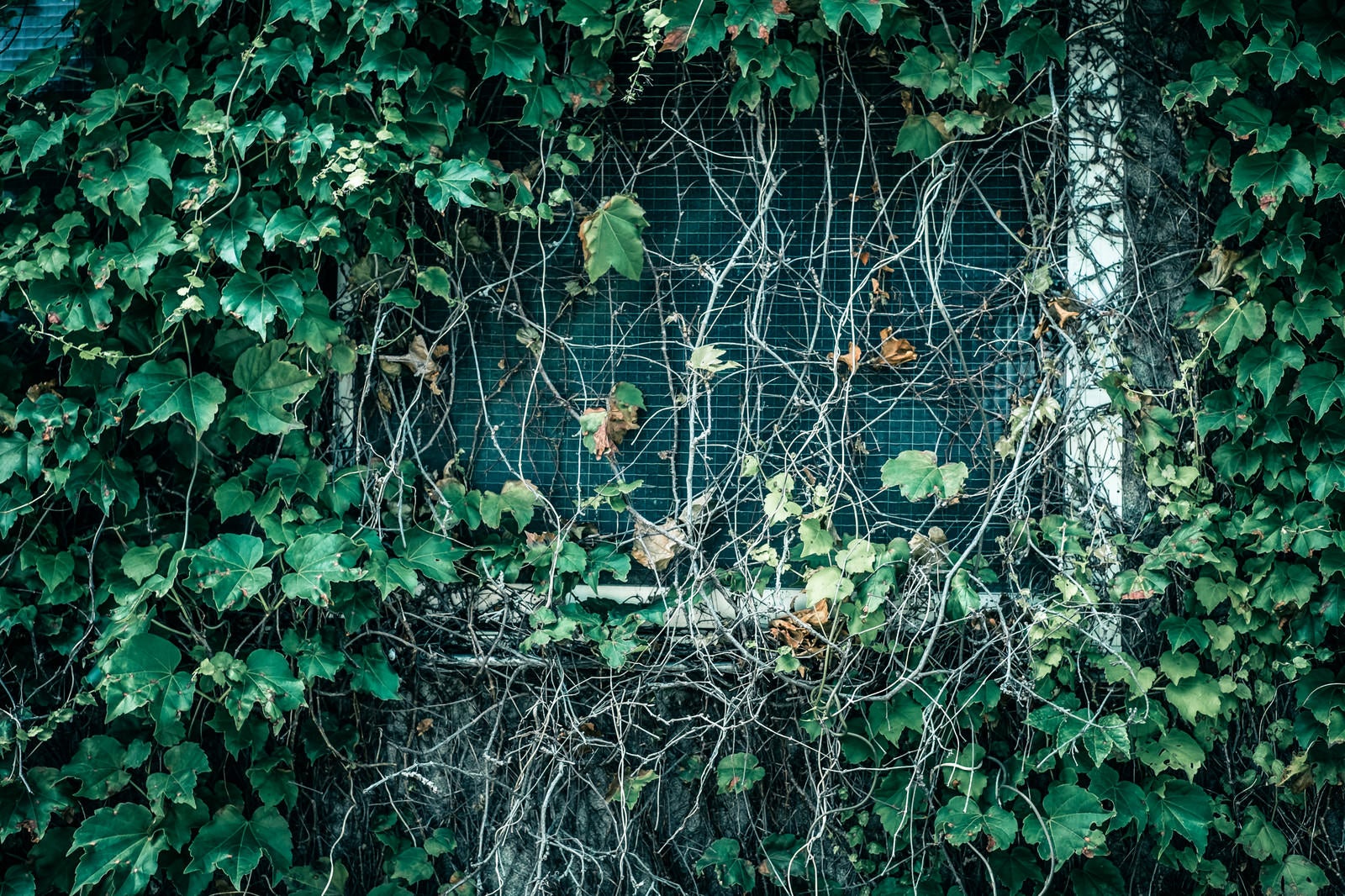 「蔓が生い茂った窓」の写真