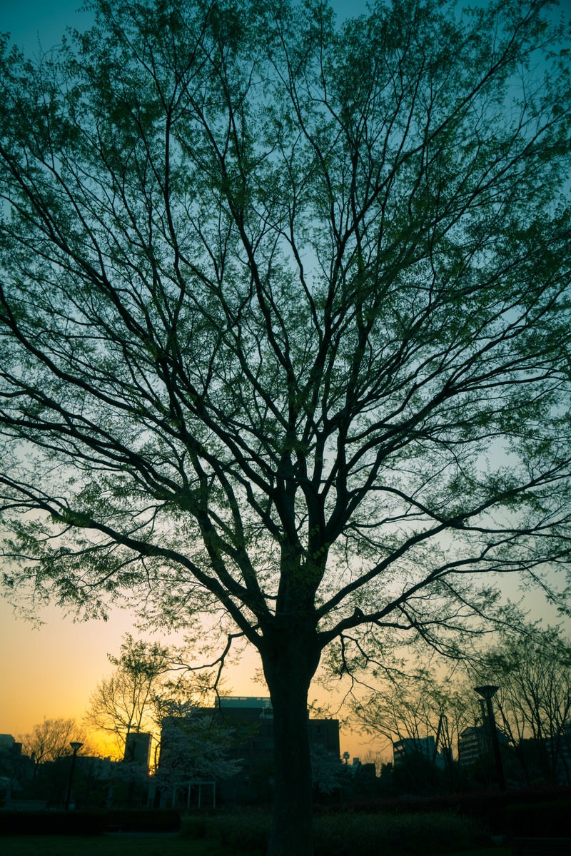 「夕暮れと木のシルエット」の写真