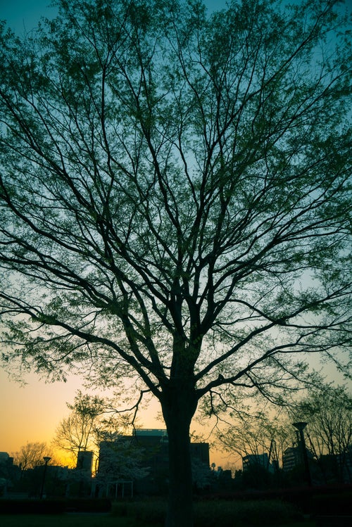 夕暮れと木のシルエットの写真