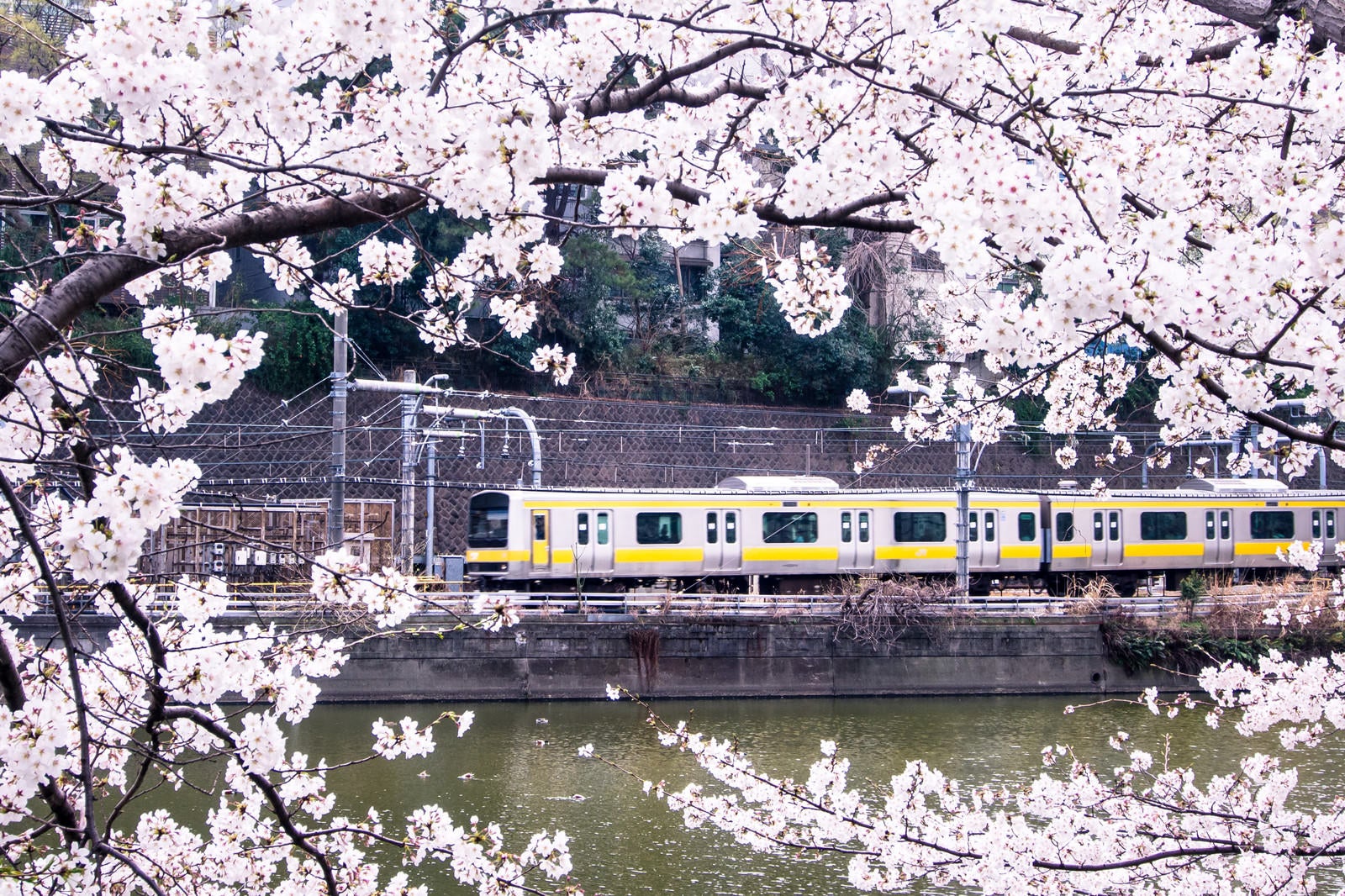 「中央線と満開の桜」の写真