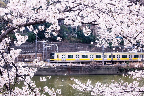 中央線と満開の桜の写真