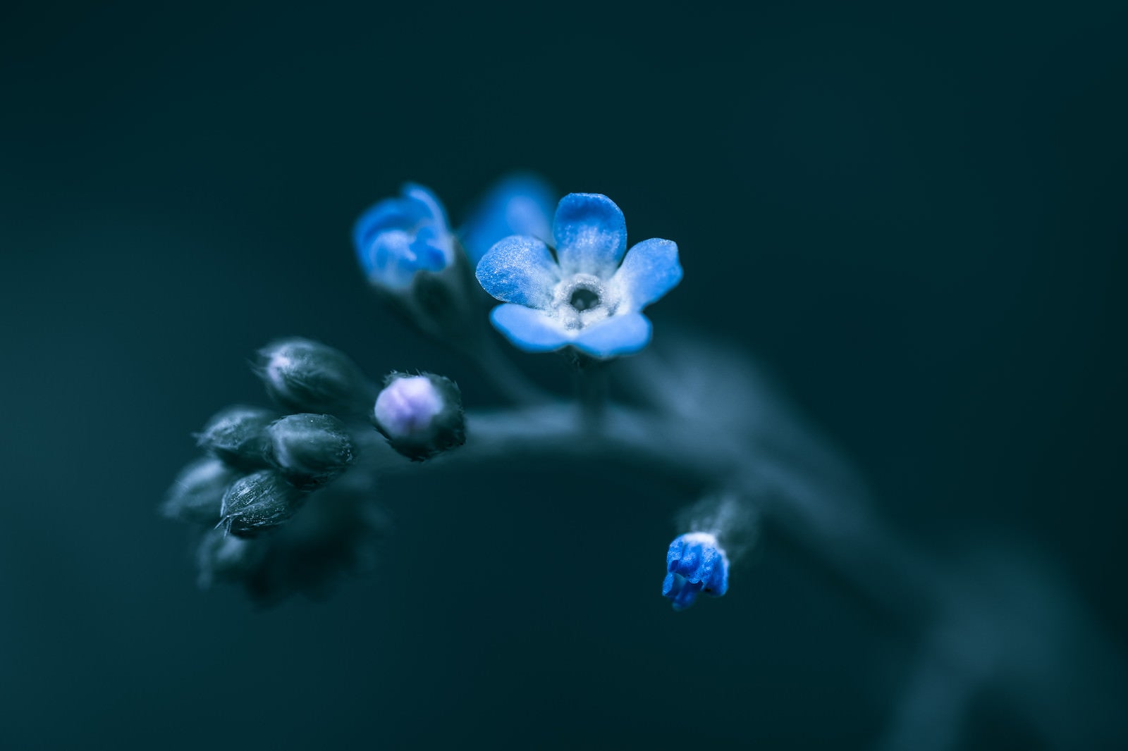 「蕾から花が咲く」の写真