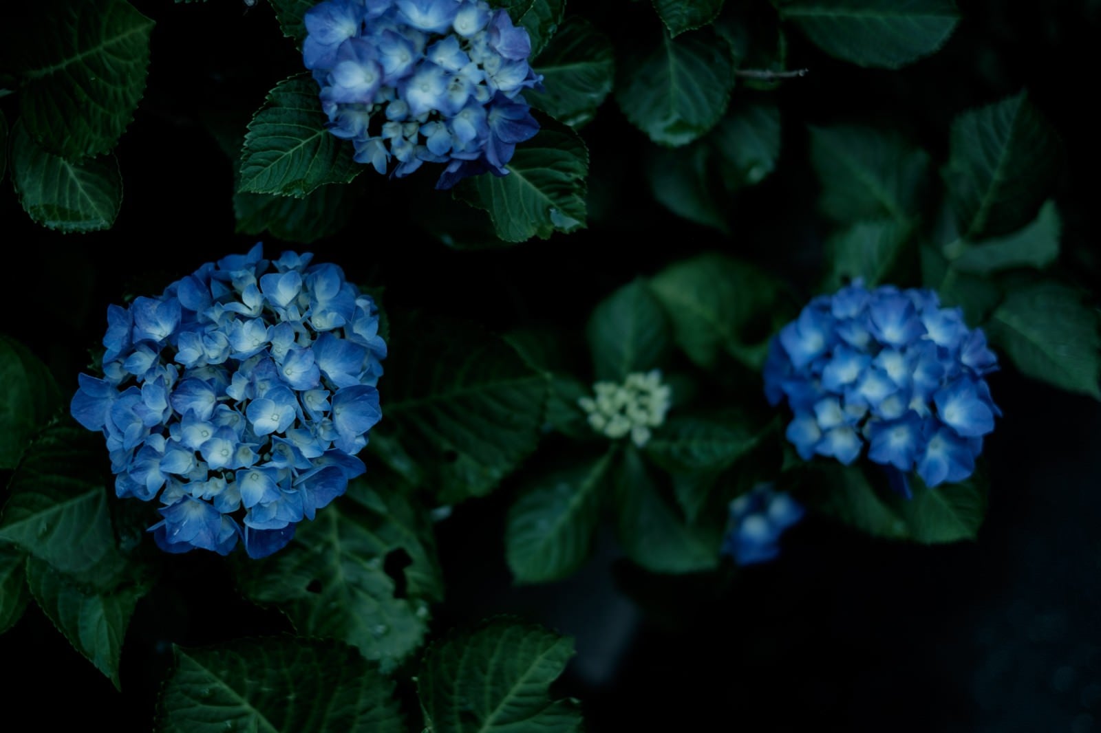 「青いあじさいの花」の写真