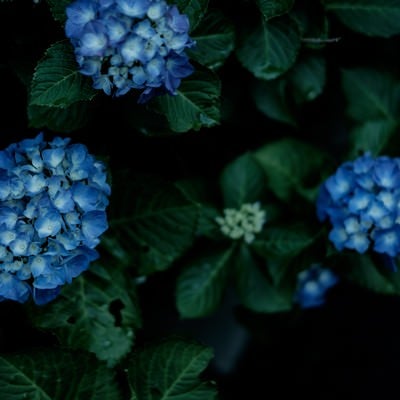 青いあじさいの花の写真